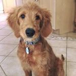 Tammy Leppert-Lawless - Instagram Profile Picture of Tammy Leppert-Lawless (@tamtamlaw) on Instagram