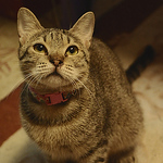 Profile Picture of 陸小曼 Xiao.man (s.m) (@socks photo) on Flickr