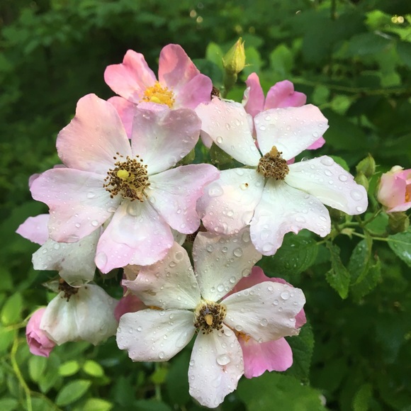 Profile Picture of Kathryn Algozzine (@rosebubble) on Poshmark