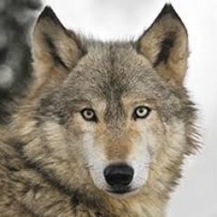 Profile Picture of Brian Wolfe (@WolfePI9) on Twitter