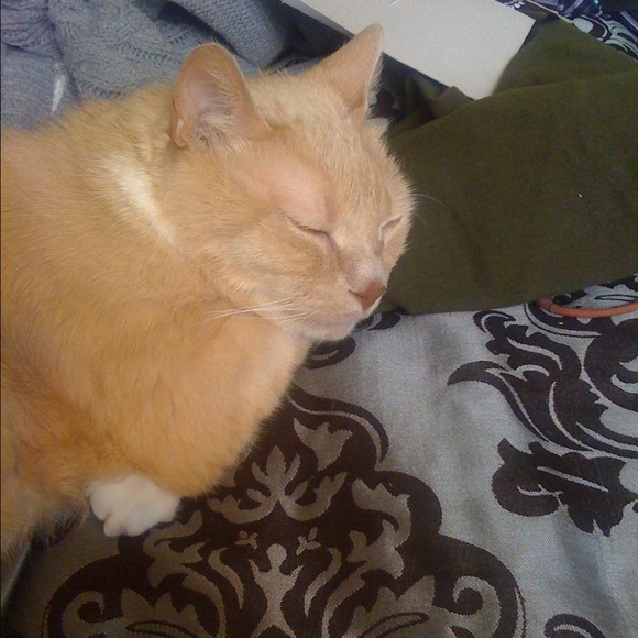 Profile Picture of Stephanie Feulner (@stephanie0576) on Poshmark