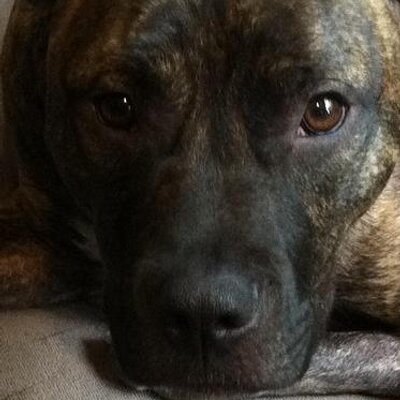 Profile Picture of Bruce Markowitz (@scosgt) on Twitter
