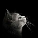 Profile Picture of Leen Allan | لين علّان (@leen.allan) on Instagram