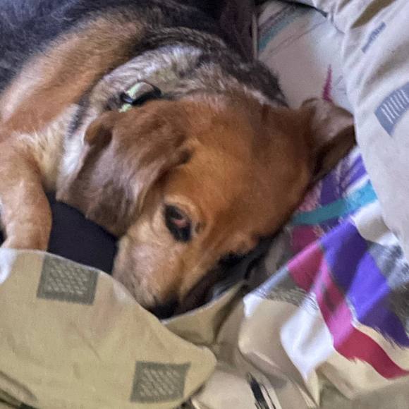 Profile Picture of Catherine Dodgens (@cdodgens) on Poshmark