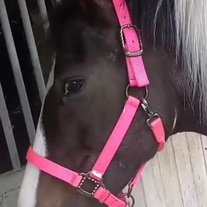 Amy - Tiktok Profile Picture of Amy (@amyheckle) on Tiktok