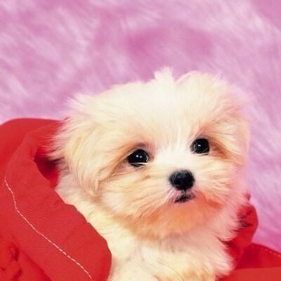 Nayeli Jimenez - Twitter Profile Picture of Nayeli Jimenez (@nayelijimenez04) on Twitter