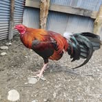 Profile Picture of Crystal Berhadiah (@Crystal-Berhadiah) on Facebook