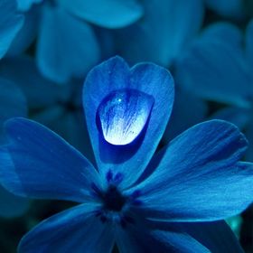 Profile Picture of Mrs. Deeboe (@alexinme) on Pinterest