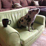 Profile Picture of kevin bacon&my little sis Gwen (@theadventuresofkevinbacon) on Instagram