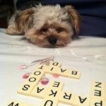 Lynn Faria - Instagram Profile Picture of Lynn Faria (@lfaria568) on Instagram