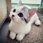 Profile Picture of sweet boy (@abdullah_faqeer_) on Instagram