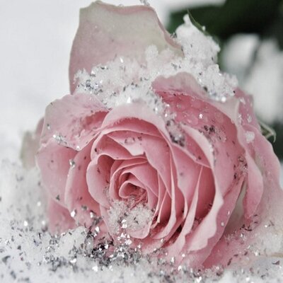 Cassandra Herman - Twitter Profile Picture of Cassandra Herman (@@cherman72110) on Twitter