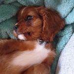 Profile Picture of Millie (@mildred_rubycavi) on Instagram