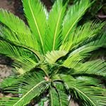 Profile Picture of سیکاس (@sikas.sari) on Instagram