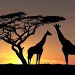 Profile Picture of Joel Mel (@joelmelero9) on Instagram