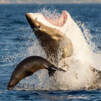 Profile Picture of David Dressler (@davdre56) on Twitter