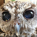 Profile Picture of lisa lin (@kses38605) on Flickr