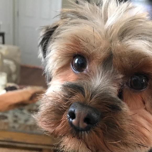 Profile Picture of Glynis Hallowell (@gnizzle) on Poshmark