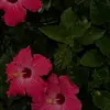 Profile Picture of imelda (@xo.meldaa) on Tiktok