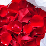 Profile Picture of Amalia Perez Dalmau (@amaliaperezdalmau) on Flickr