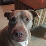 Profile Picture of Bryan Crider (@bryan_the_kazooaphone) on Instagram