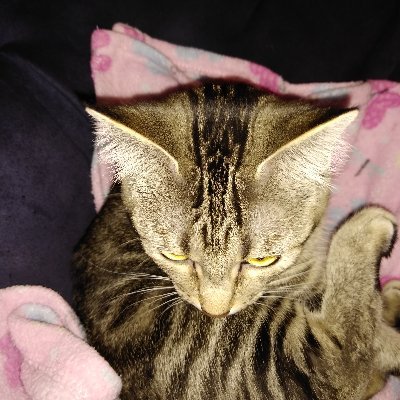 Profile Picture of Christopher Gulley (@Rustyzipper316) on Twitter