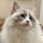 Profile Picture of Daniel Czech (@mylittlekitten.ofelia) on Instagram