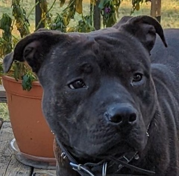 Profile Picture of Gregory Boney (@g_boney) on Poshmark