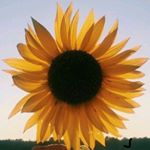 Shelly Nelson - Instagram Profile Picture of Shelly Nelson (@garyshelly1978) on Instagram