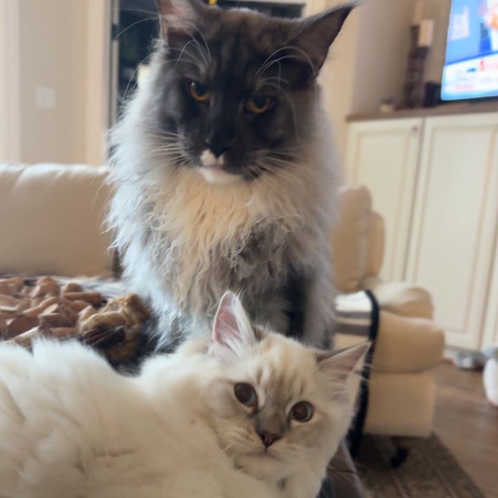 Profile Picture of Lea Holcomb (@leaholcomb) on Tiktok