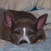 Profile Picture of Dawn Weber Conley (@lnwolf72) on Pinterest