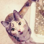 Profile Picture of Stacy & Avery Borelli (@lifeofpipp) on Instagram