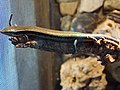 Profile Picture of Gran Canaria skinkon Wikipedia