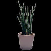 Profile Picture of Kent Simon Sim (@kentsimonsim7395) on Youtube