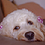 Profile Picture of Rosa.tong (@rosa.tong) on Flickr