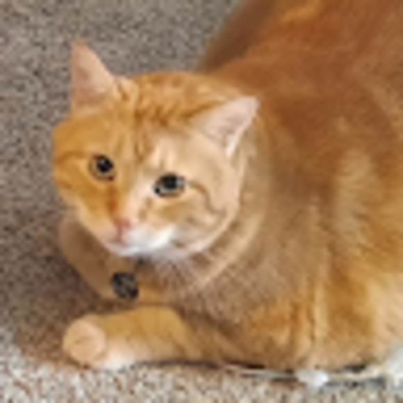 Profile Picture of Dannika stilson Stilson (@stilsondannika) on Poshmark