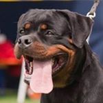 Profile Picture of Raffaele Zaganelli (@raffaelezaganelli) on Instagram