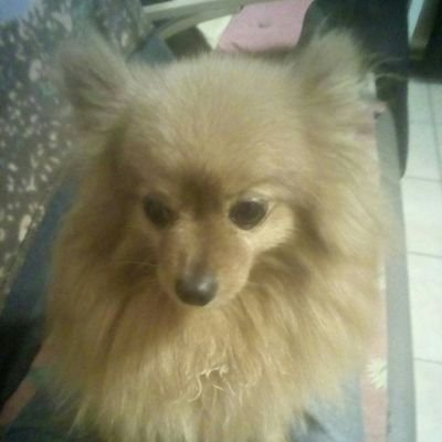 Profile Picture of Goulet Jacques (@GouletJacques3) on Twitter