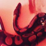 Profile Picture of Troy Heck (@n72783) on Instagram