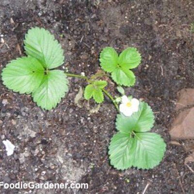 Profile Picture of Andrea Rix (@MrsRixies) on Twitter