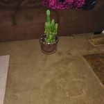 Profile Picture of Garnet Schultz (@garnet.schultz.3) on Instagram