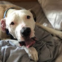 Rebecca Presser - Quora Profile Picture of Rebecca Presser (@rebecca-presser) on Quora