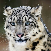 Profile Picture of Carlo Bruno (@carletto66190) on Youtube