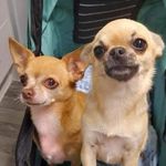 Profile Picture of Fudge and Peggy ッ (@fudgethechi) on Instagram