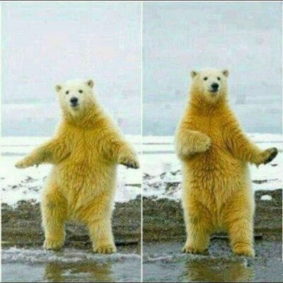 Mr.P Bear - Twitter Profile Picture of Mr.P Bear (@dylan920715) on Twitter