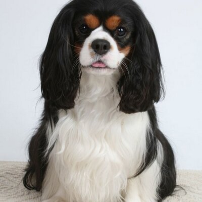 Profile Picture of Spaniel1226 (@spaniel1226) on Twitter