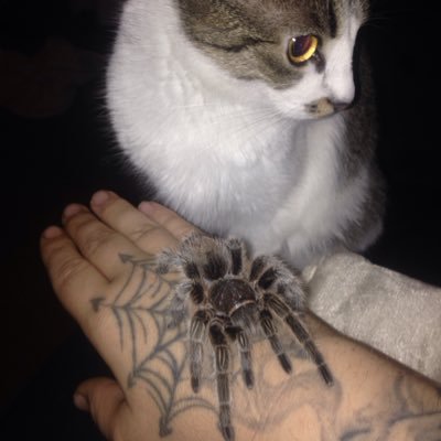 Profile Picture of Mark Rowand (@dogtags1100) on Twitter