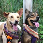 Profile Picture of Cooper ‘Moo’ & Basil ‘Boy’ Sam (@cooper.basil.sam) on Instagram