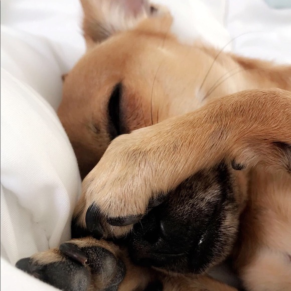 Profile Picture of Andrew Valenzuela (@chivodrew) on Poshmark