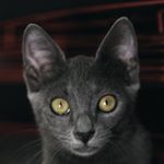 Profile Picture of PeternakanKucing.org (@peternakankucing) on Instagram